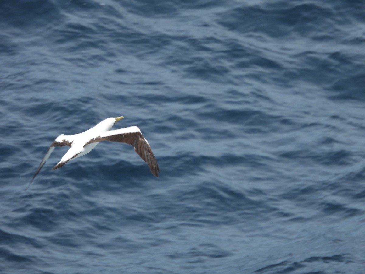 Masked Booby - ML620765260