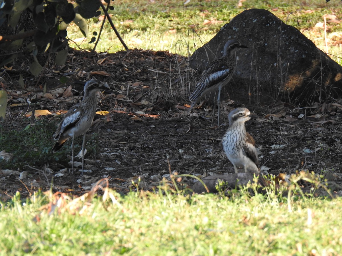 Bush Thick-knee - ML620765262