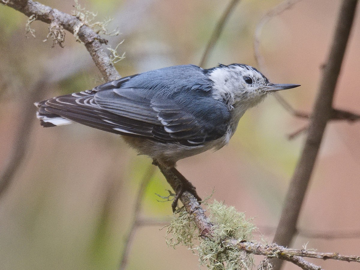 Trepador Pechiblanco (aculeata/alexandrae) - ML620765275