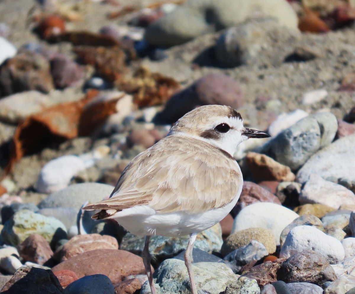 Snowy Plover - ML620765277