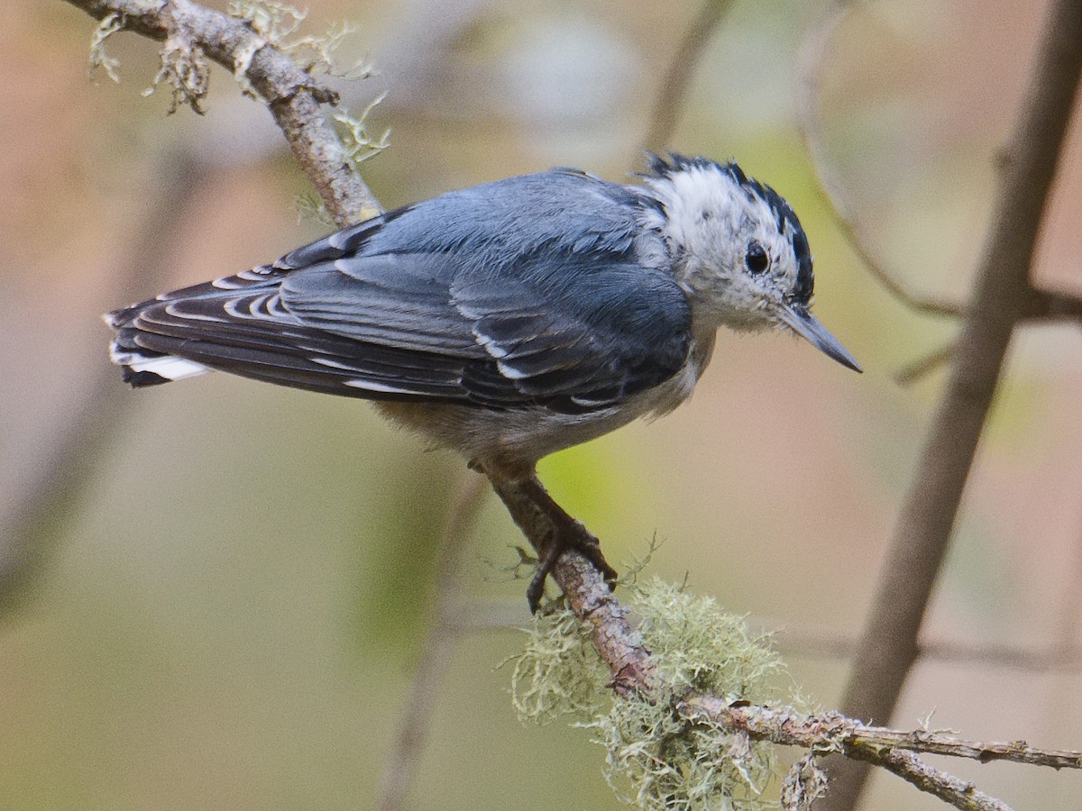 White-breasted Nuthatch (Pacific) - ML620765278