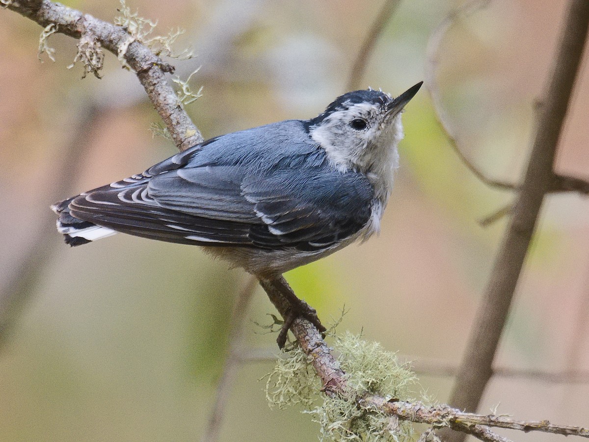 Trepador Pechiblanco (aculeata/alexandrae) - ML620765281