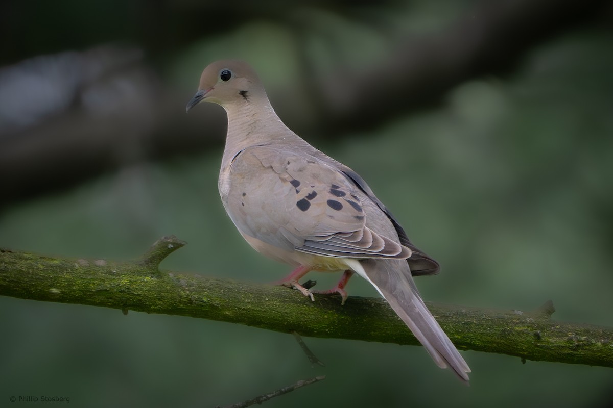 Mourning Dove - ML620765282