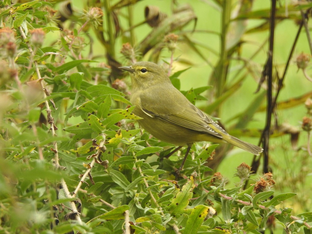 Orange-crowned Warbler - ML620765292