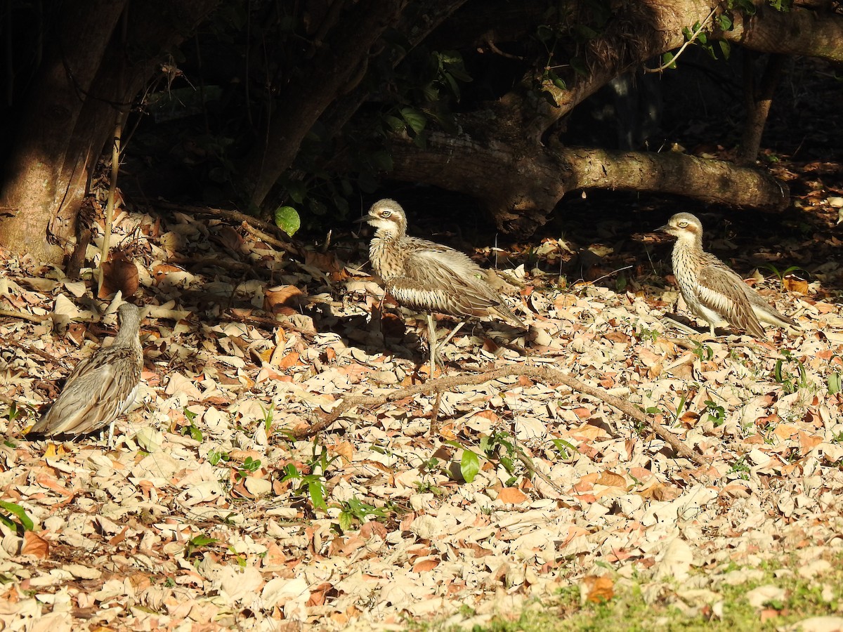 Bush Thick-knee - ML620765294