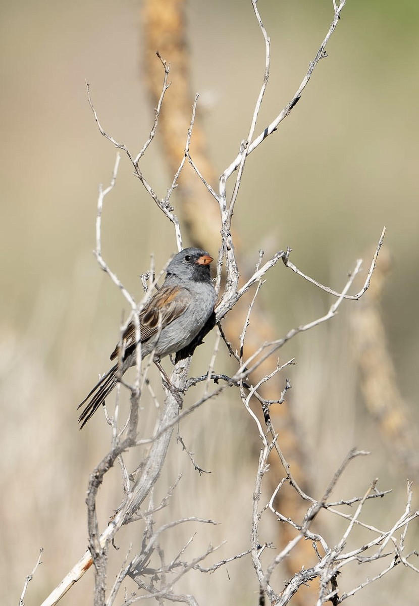 Black-chinned Sparrow - ML620765297