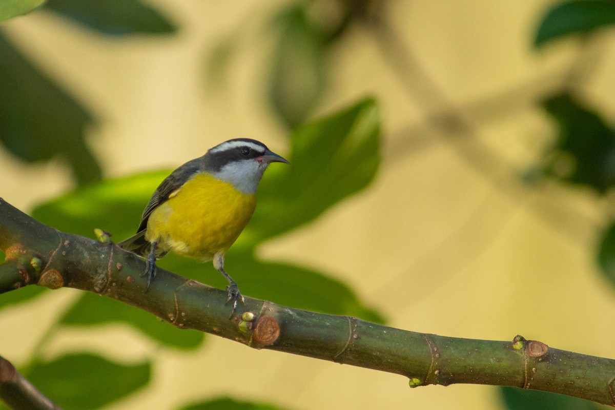 Bananaquit - ML620765298