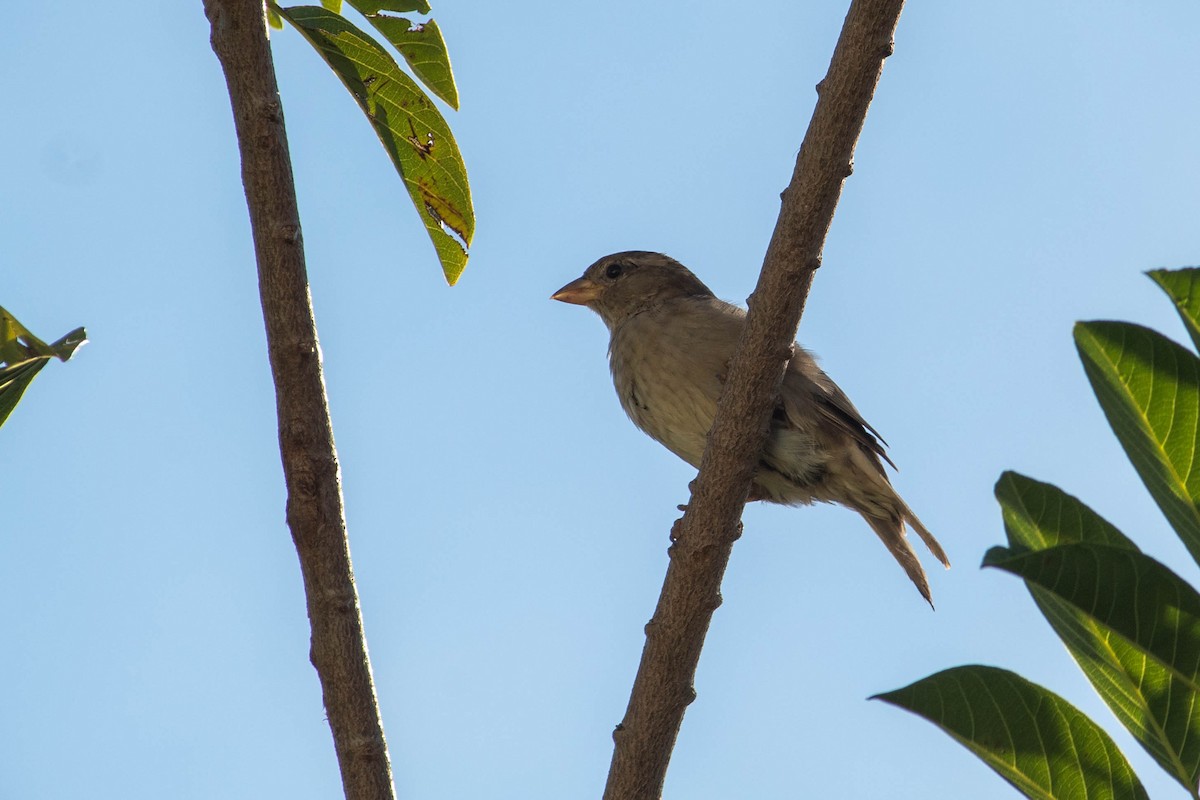 Saffron Finch - ML620765299