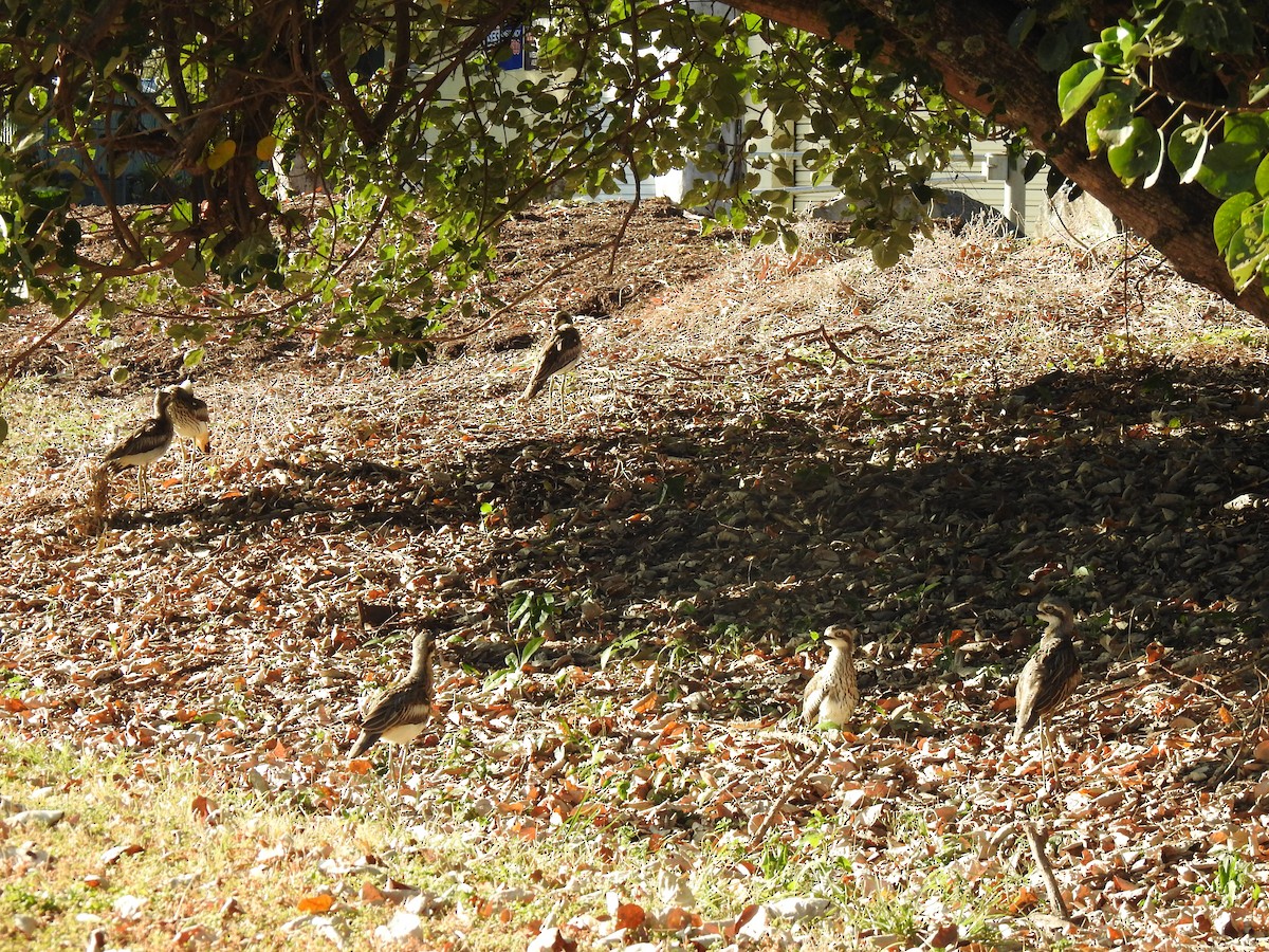 Bush Thick-knee - ML620765301