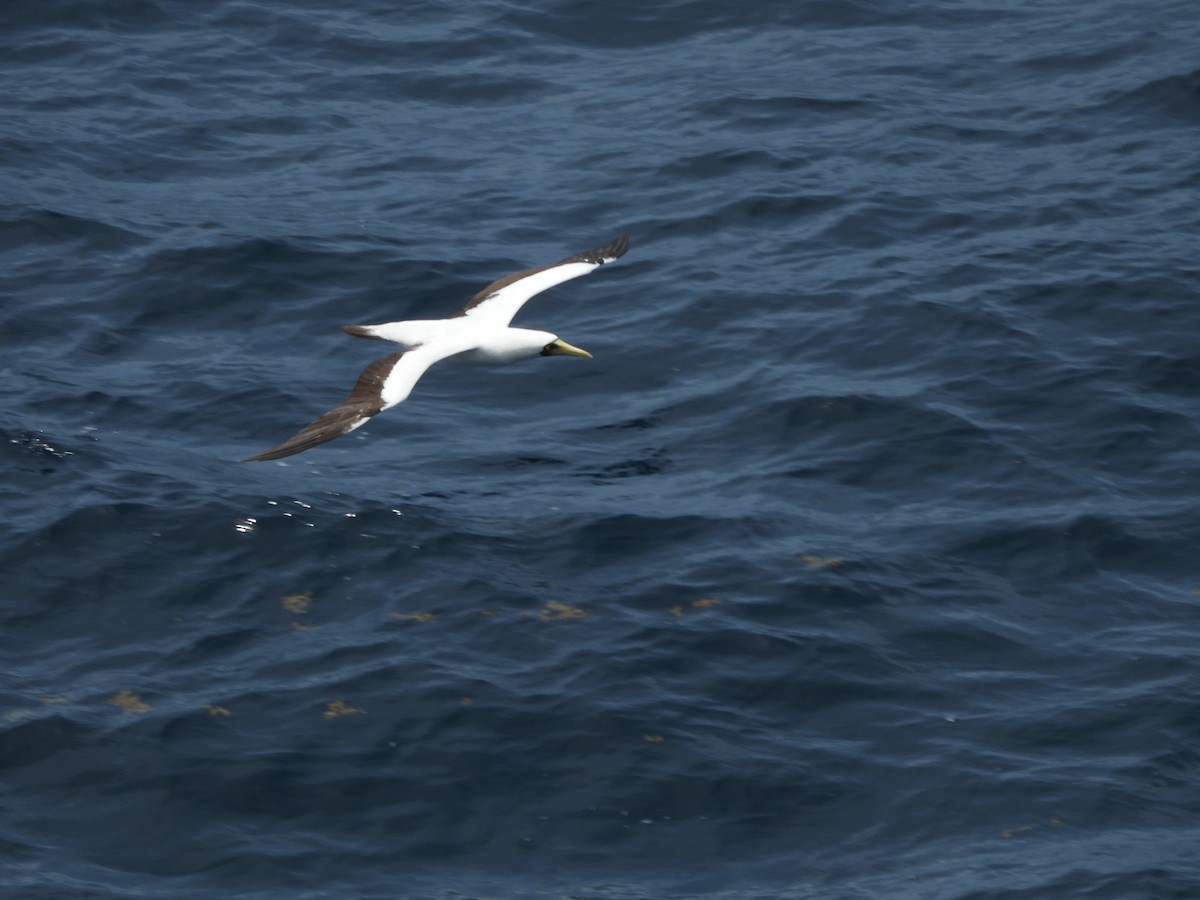 Masked Booby - ML620765304