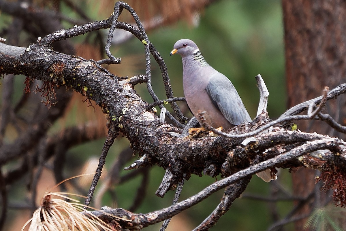 Band-tailed Pigeon - ML620765305