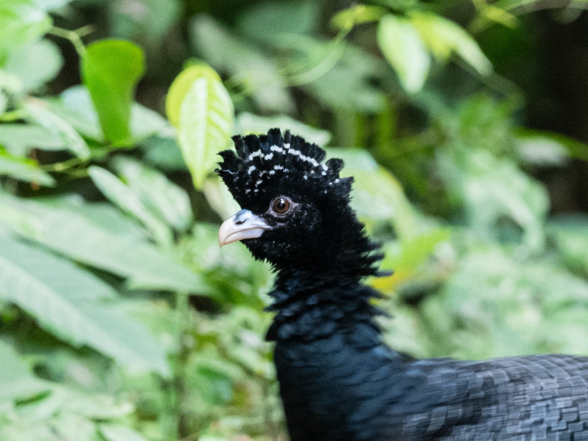 Blue-billed Curassow - ML620765306