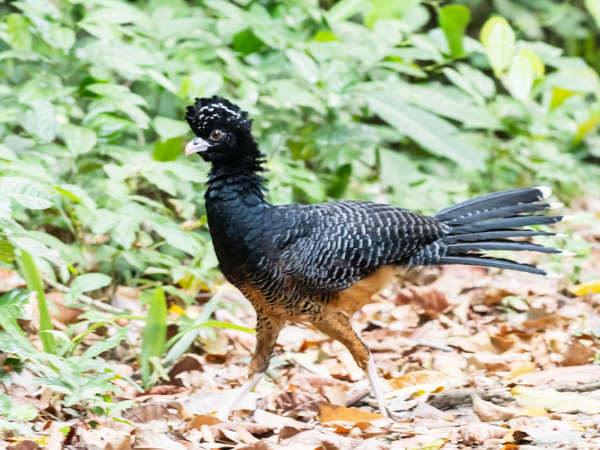 Blue-billed Curassow - ML620765309