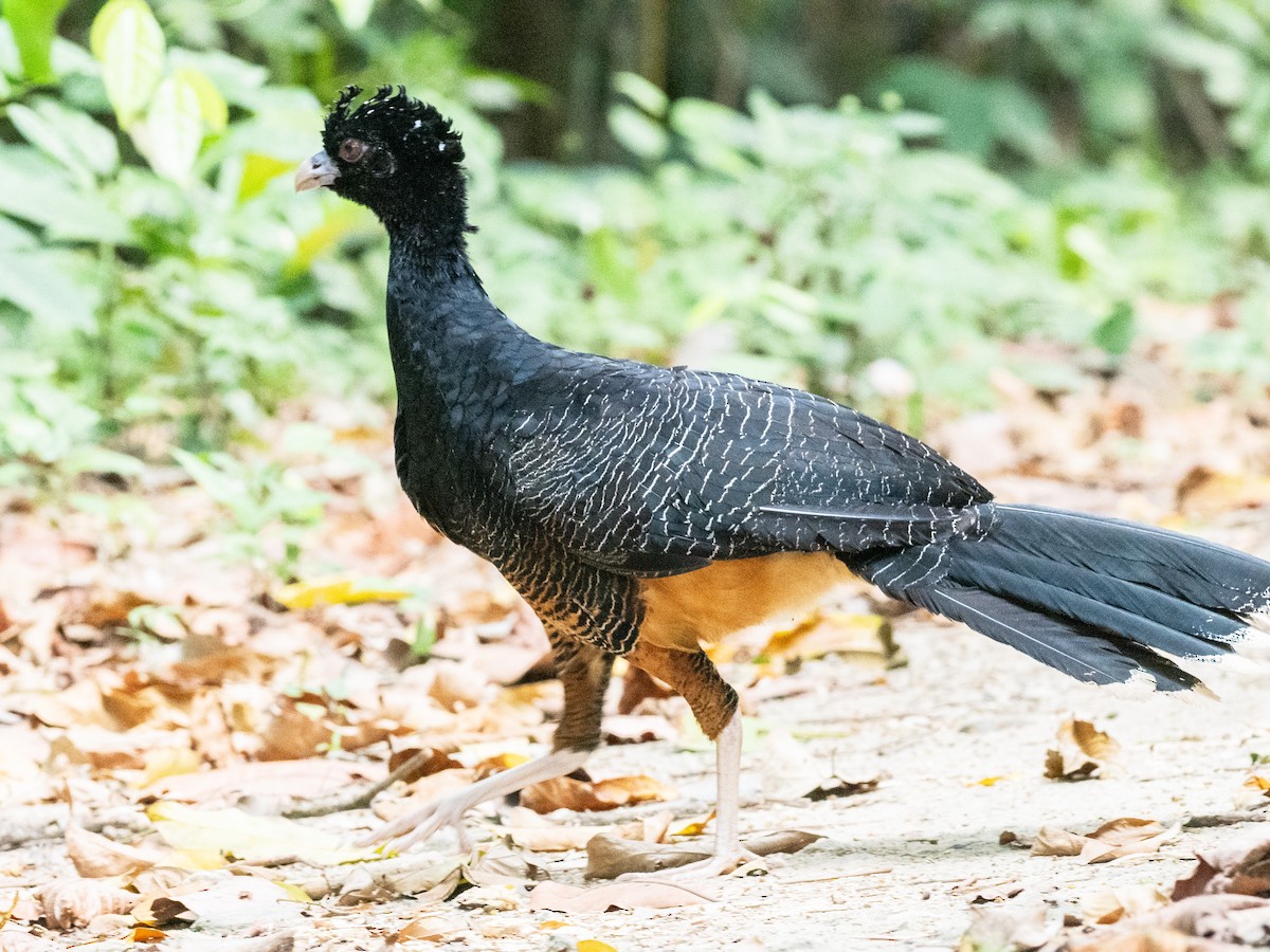 Blue-billed Curassow - ML620765311