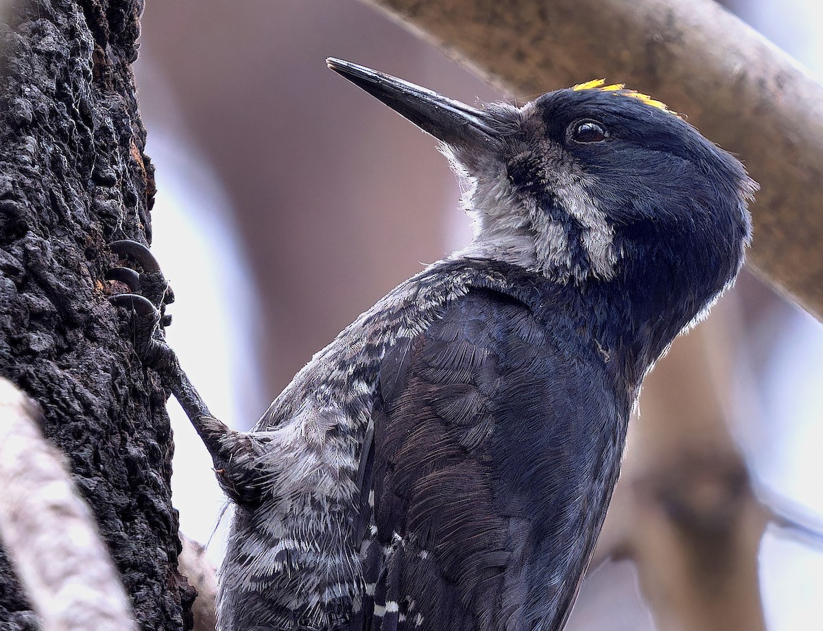 Black-backed Woodpecker - ML620765312