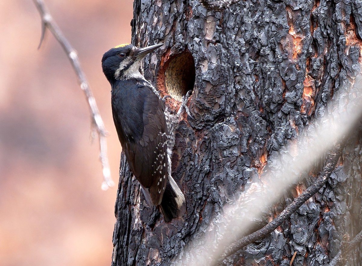 Black-backed Woodpecker - ML620765314