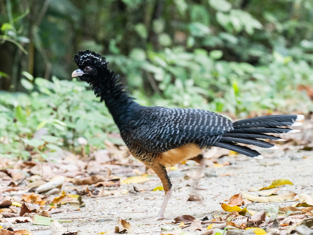 Blue-billed Curassow - ML620765315