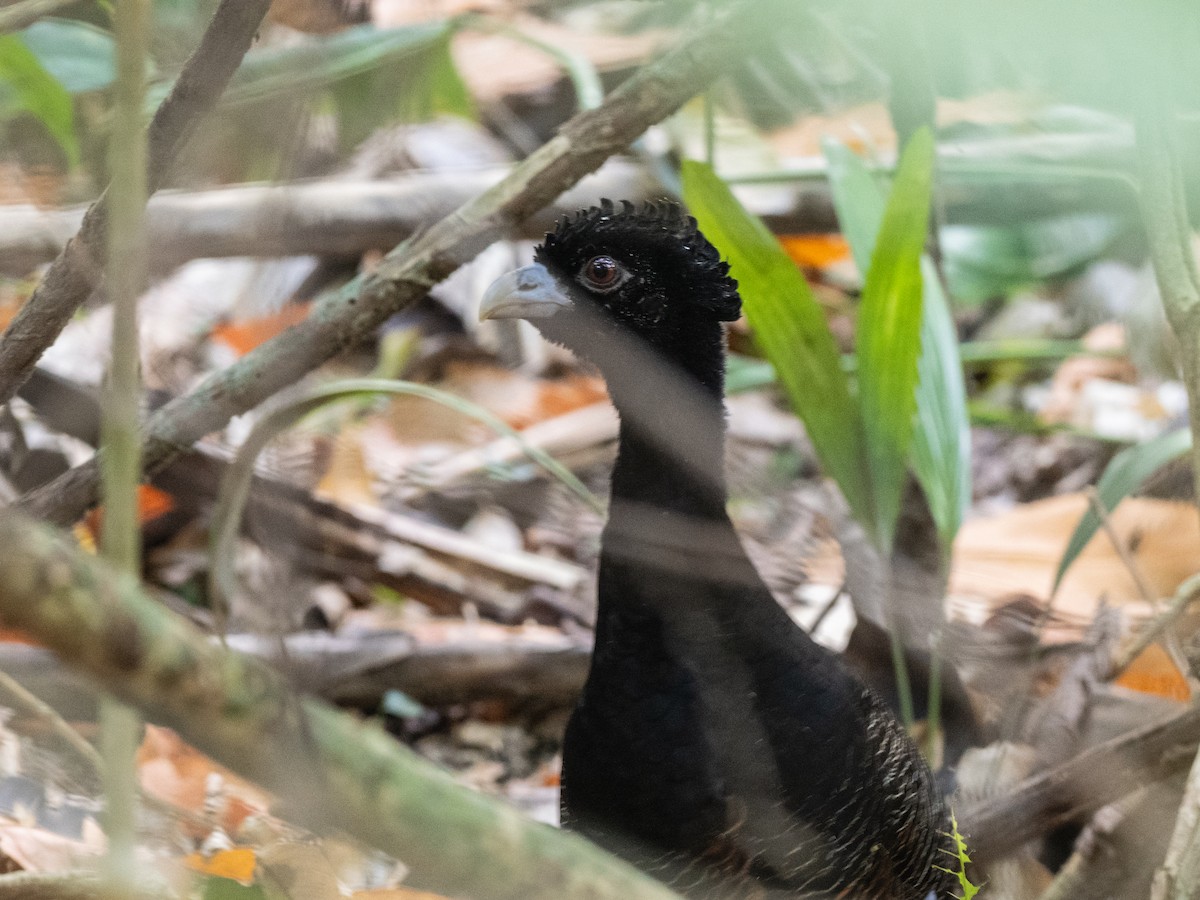 Blue-billed Curassow - ML620765316