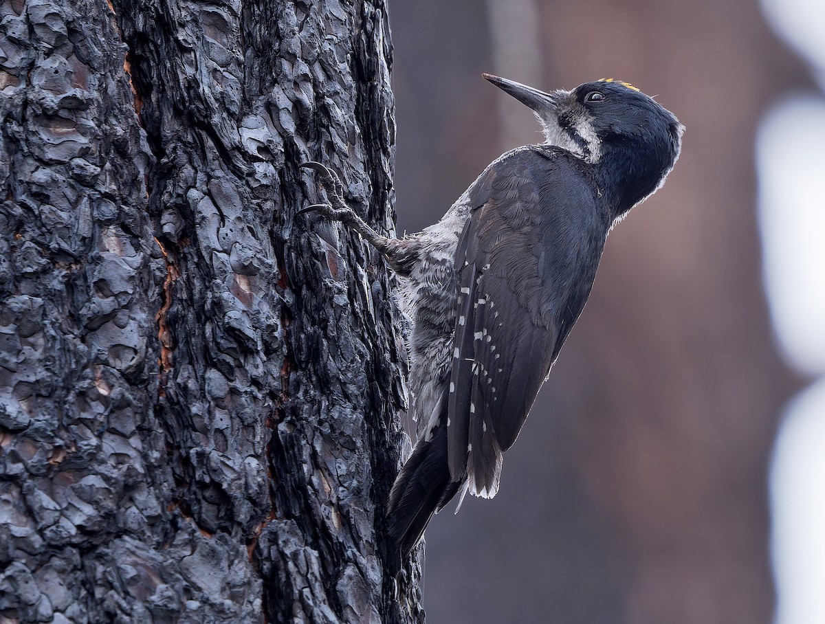 Black-backed Woodpecker - ML620765317