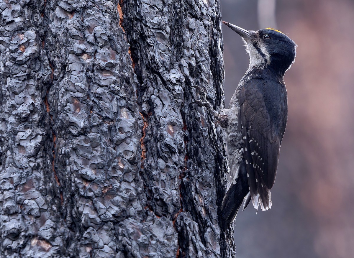 Black-backed Woodpecker - ML620765319