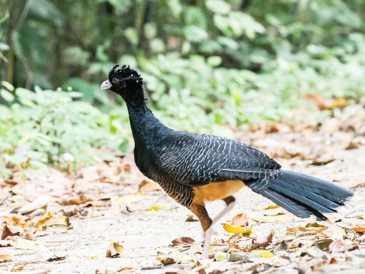 Blue-billed Curassow - ML620765320