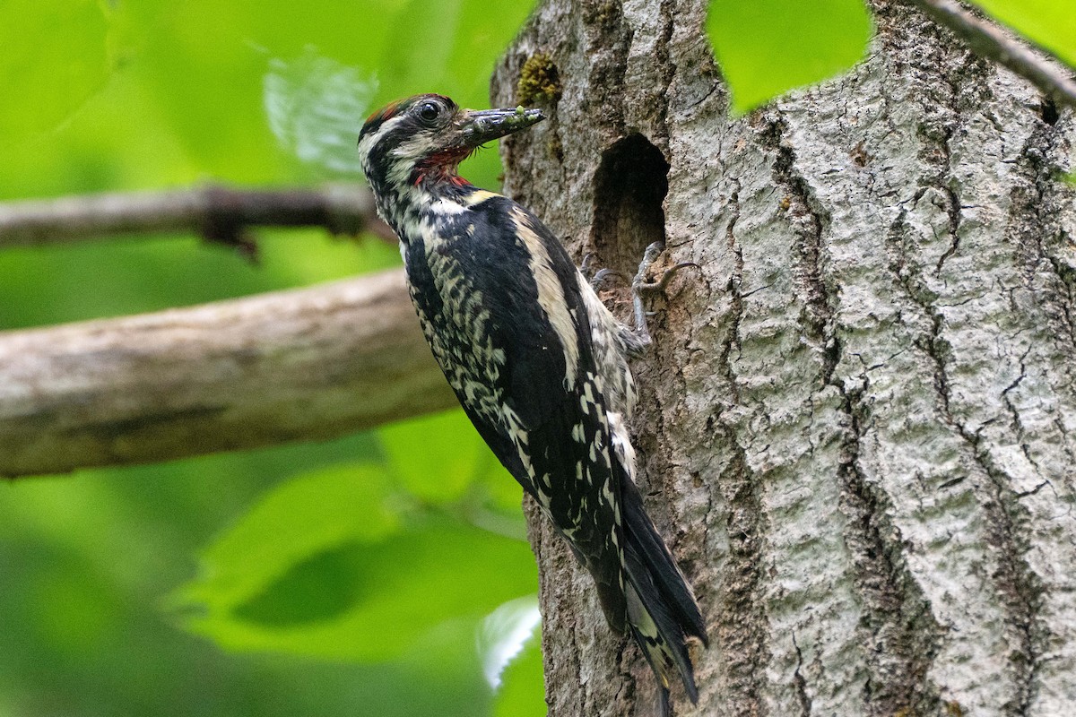 Yellow-bellied Sapsucker - Susan Elliott