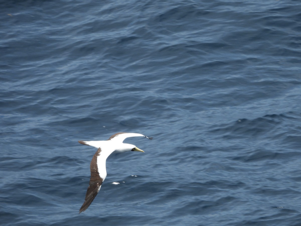 Masked Booby - ML620765324