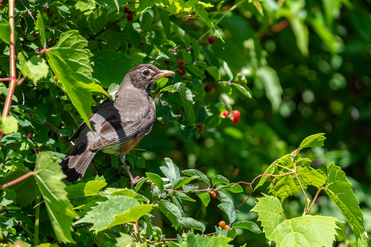 American Robin - ML620765326