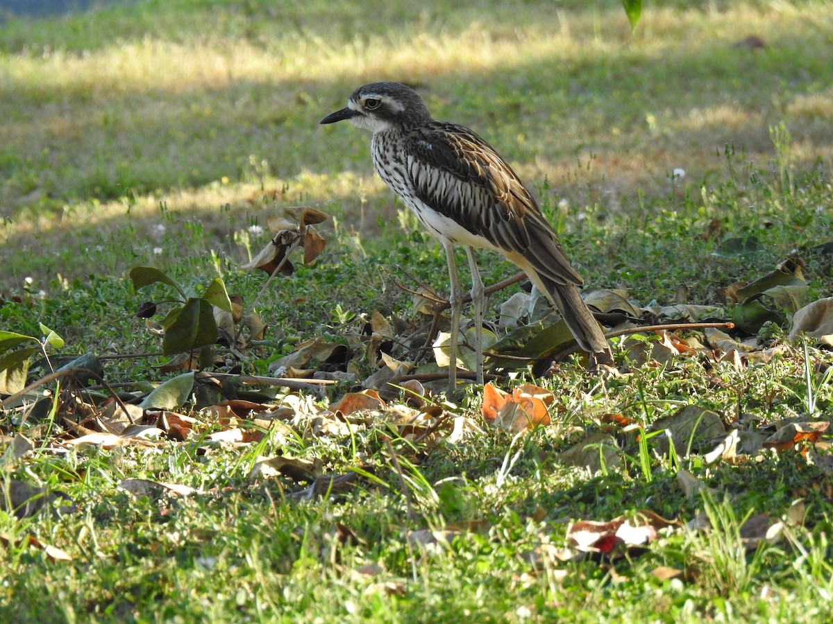 Bush Thick-knee - ML620765327