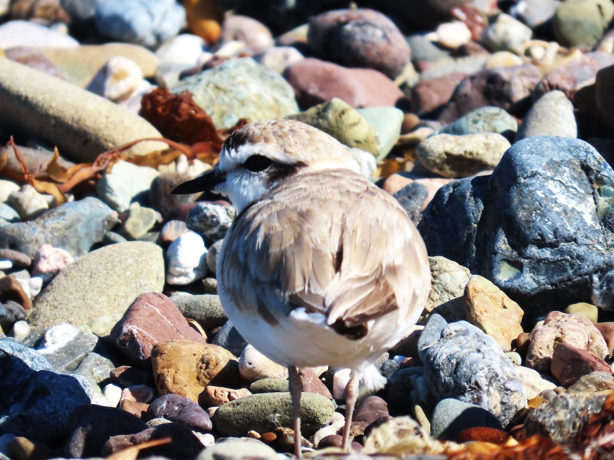 Snowy Plover - ML620765328