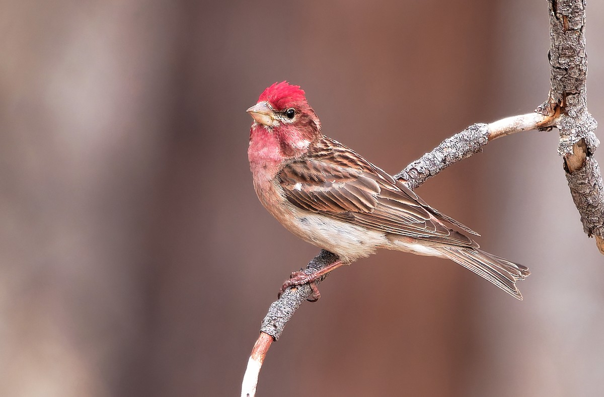 Cassin's Finch - ML620765329