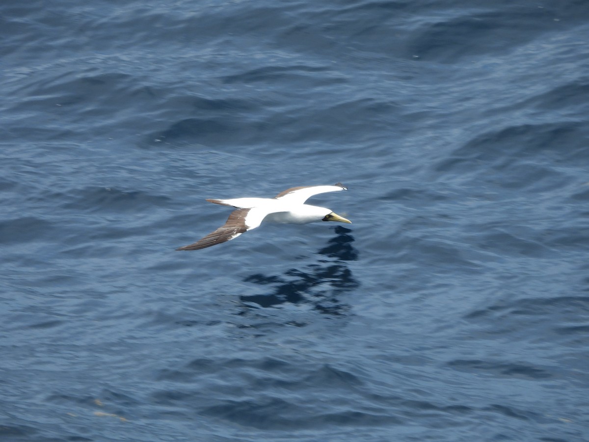 Masked Booby - ML620765331