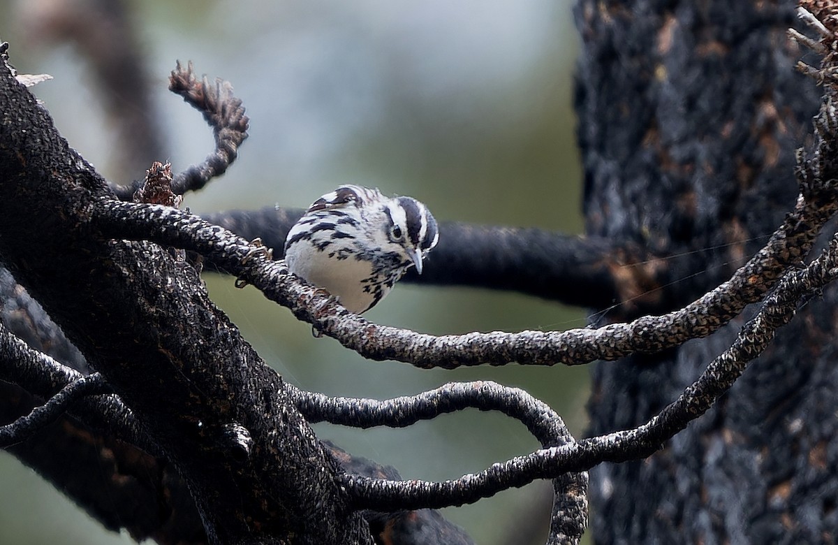 Black-and-white Warbler - ML620765333