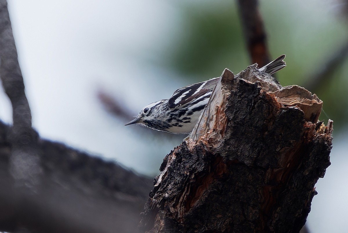 Black-and-white Warbler - ML620765334