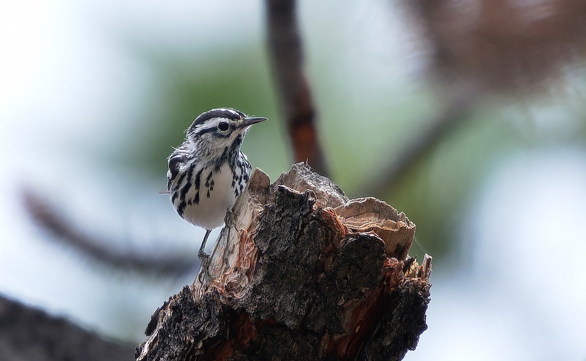 Black-and-white Warbler - ML620765335