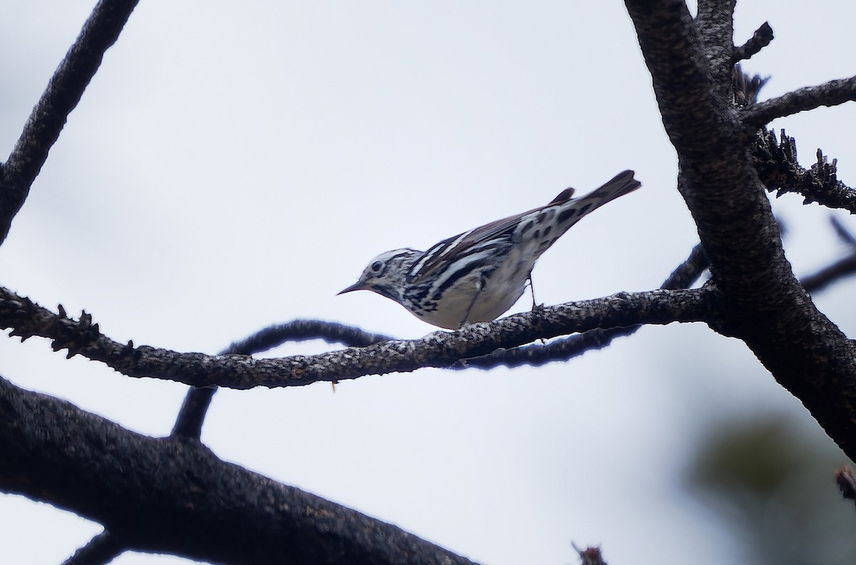 Black-and-white Warbler - ML620765338