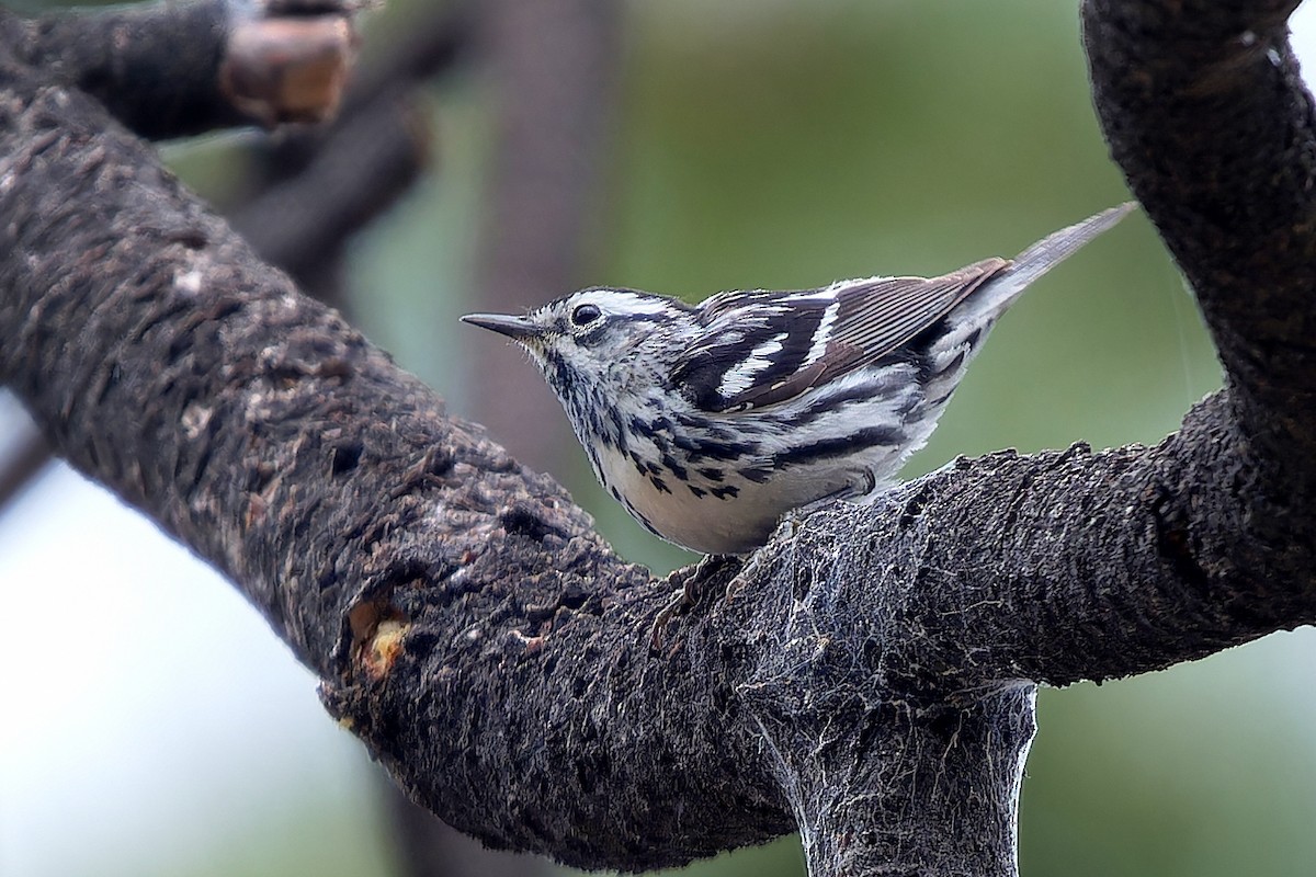 Black-and-white Warbler - ML620765339