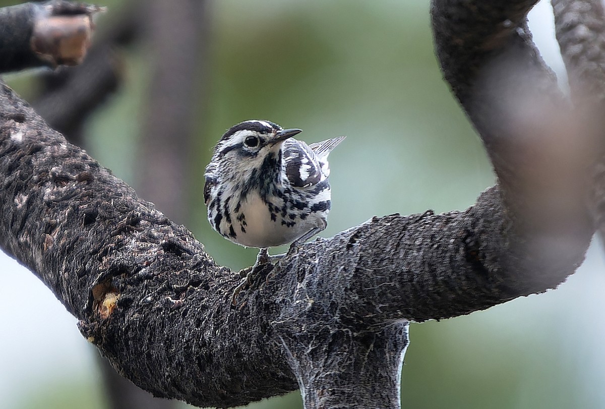 Black-and-white Warbler - ML620765340