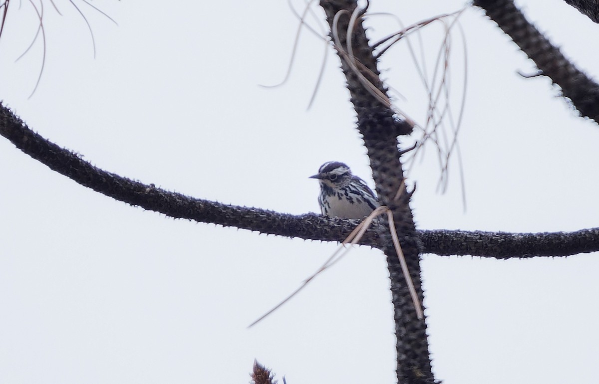 Black-and-white Warbler - ML620765341