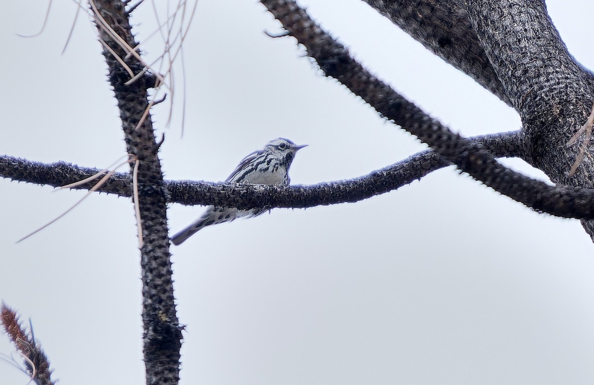 Black-and-white Warbler - ML620765342