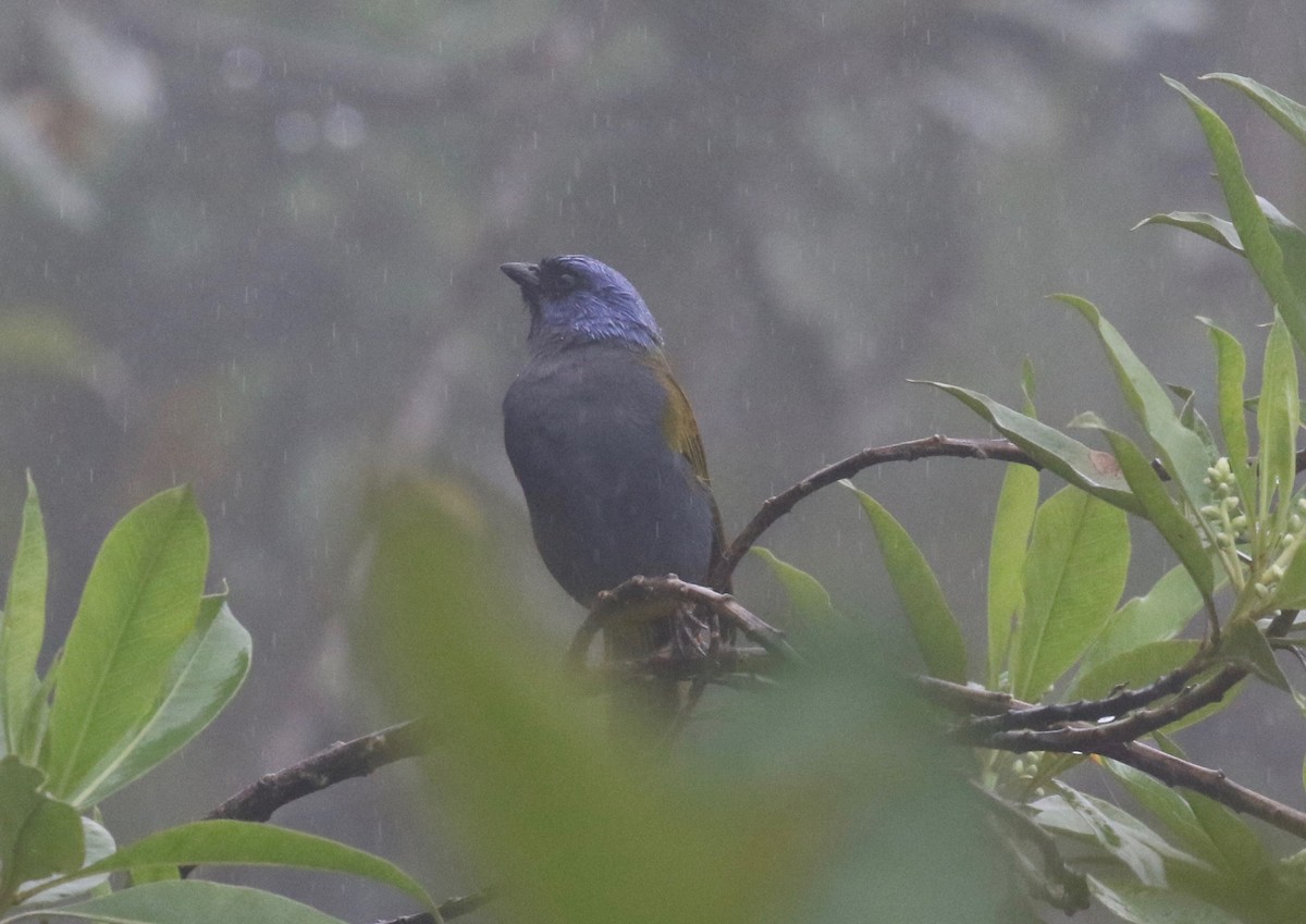 Gold-ringed Tanager - ML620765346