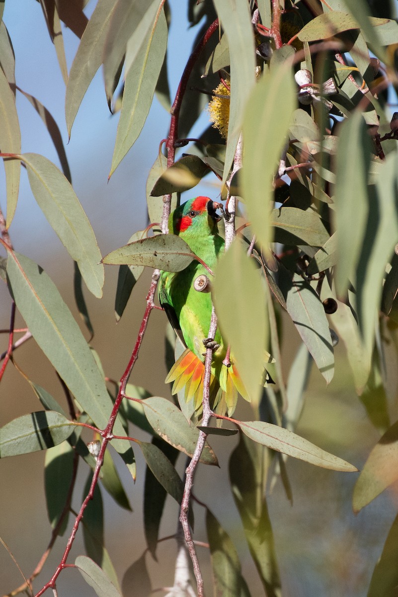 Musk Lorikeet - ML620765347