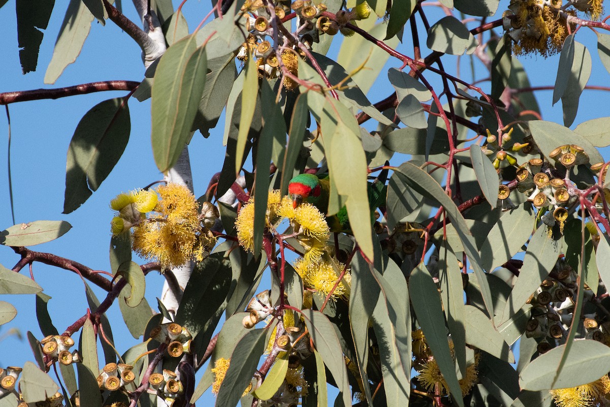 Musk Lorikeet - ML620765348