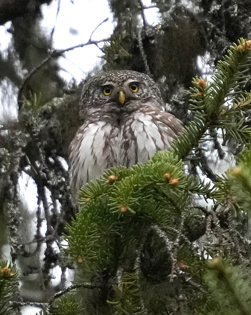 Eurasian Pygmy-Owl - ML620765355