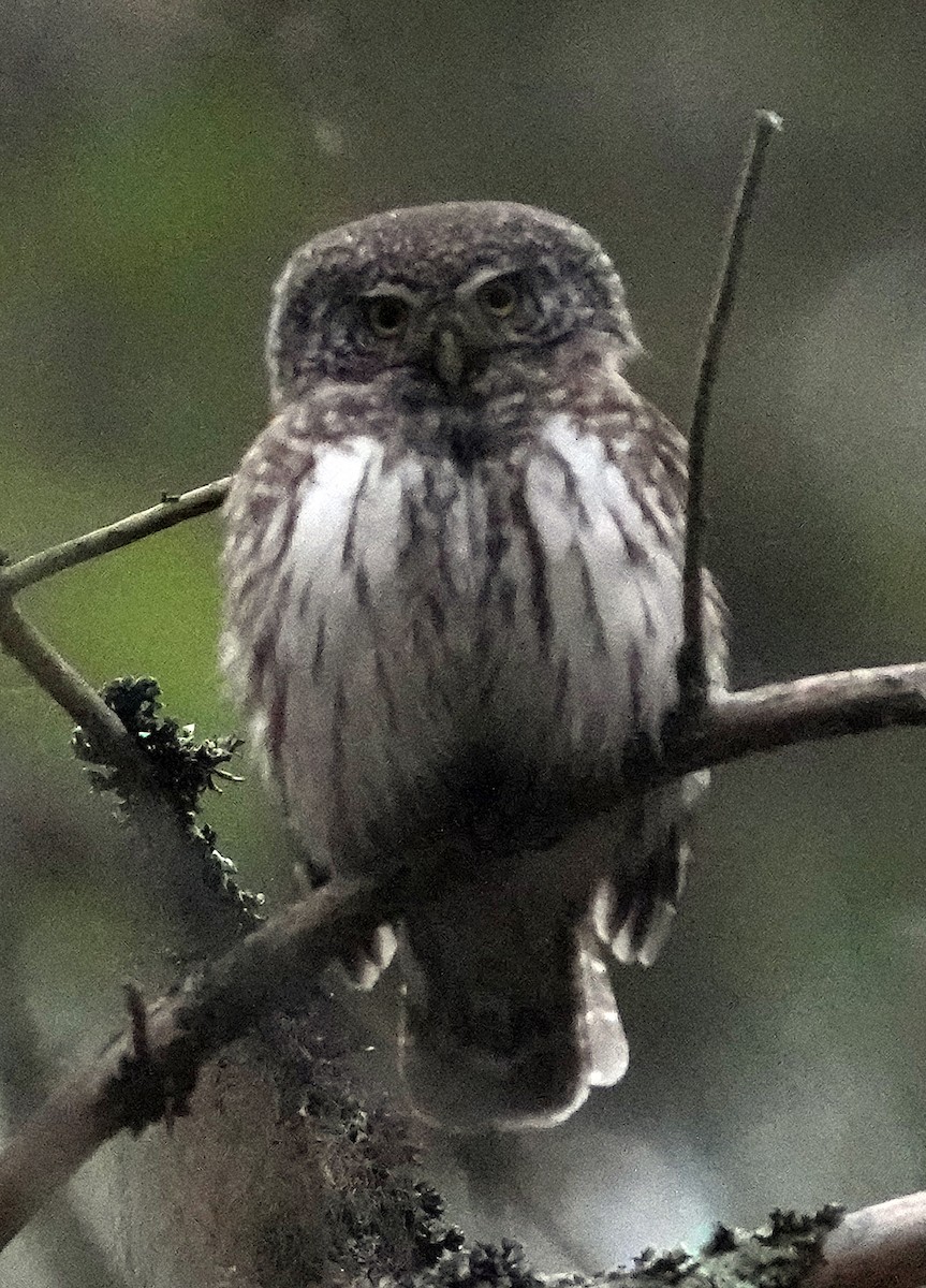 Eurasian Pygmy-Owl - ML620765356