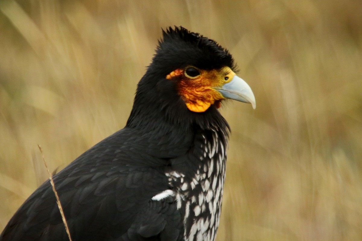 Caracara caronculé - ML620765361