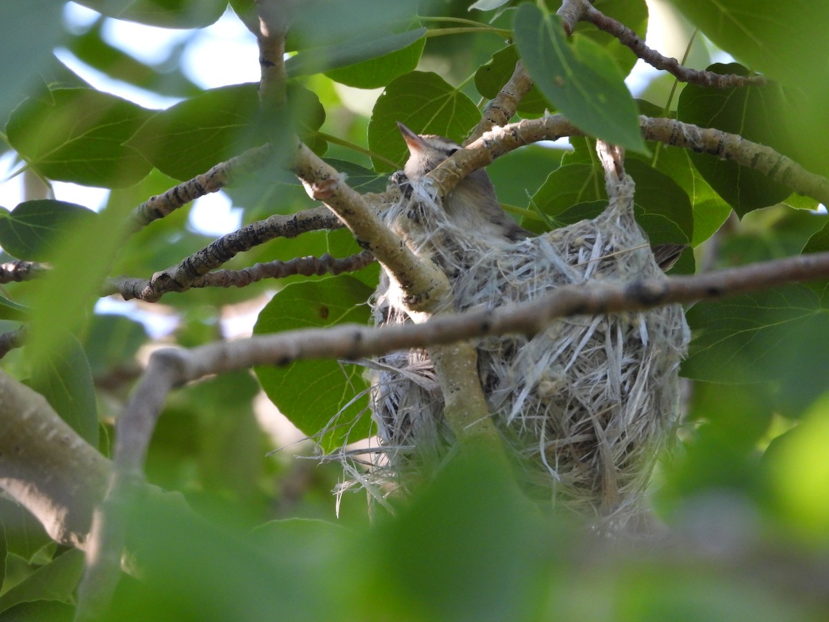 Sängervireo - ML620765369