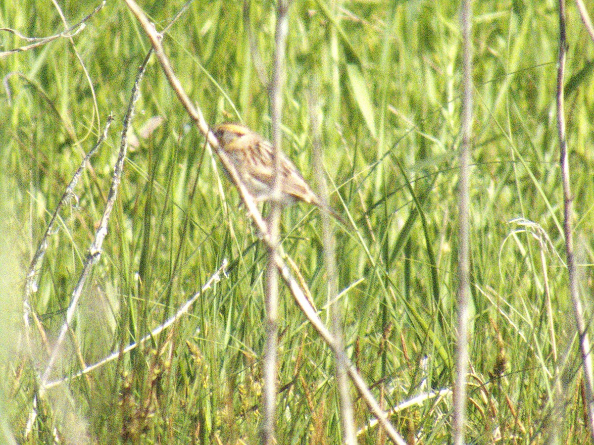 LeConte's Sparrow - ML620765372