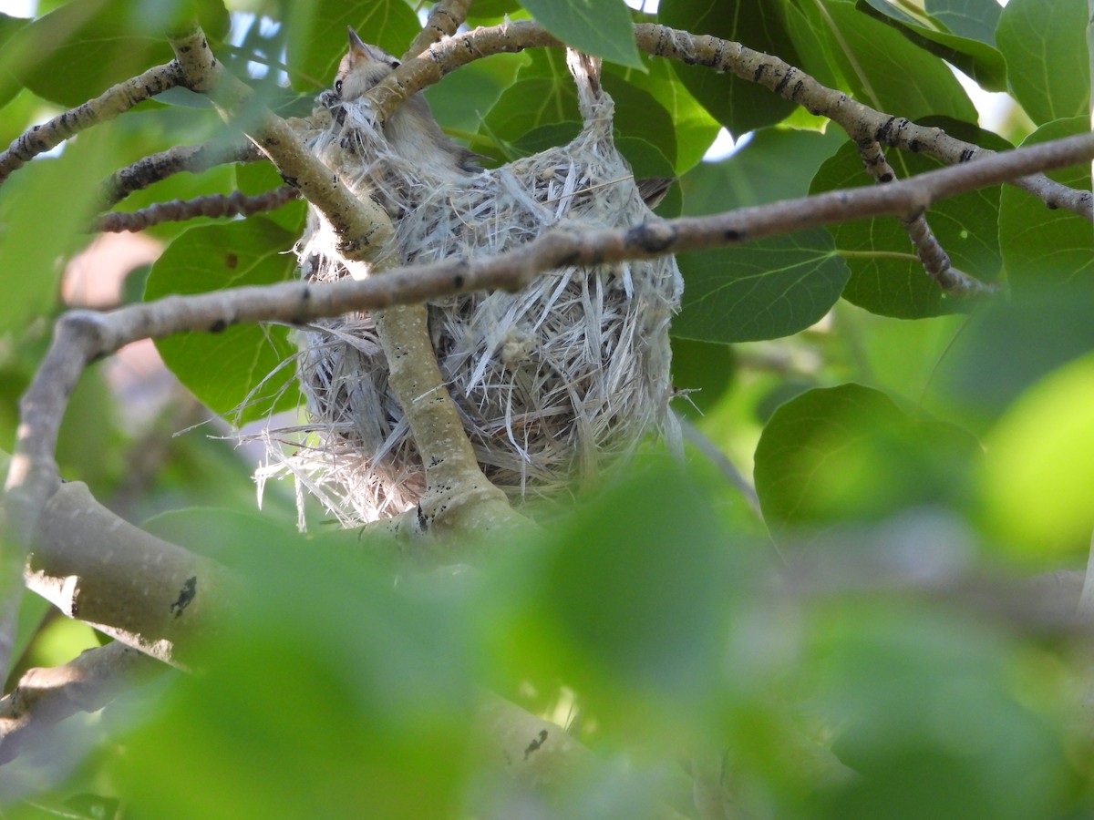 Warbling Vireo - ML620765374