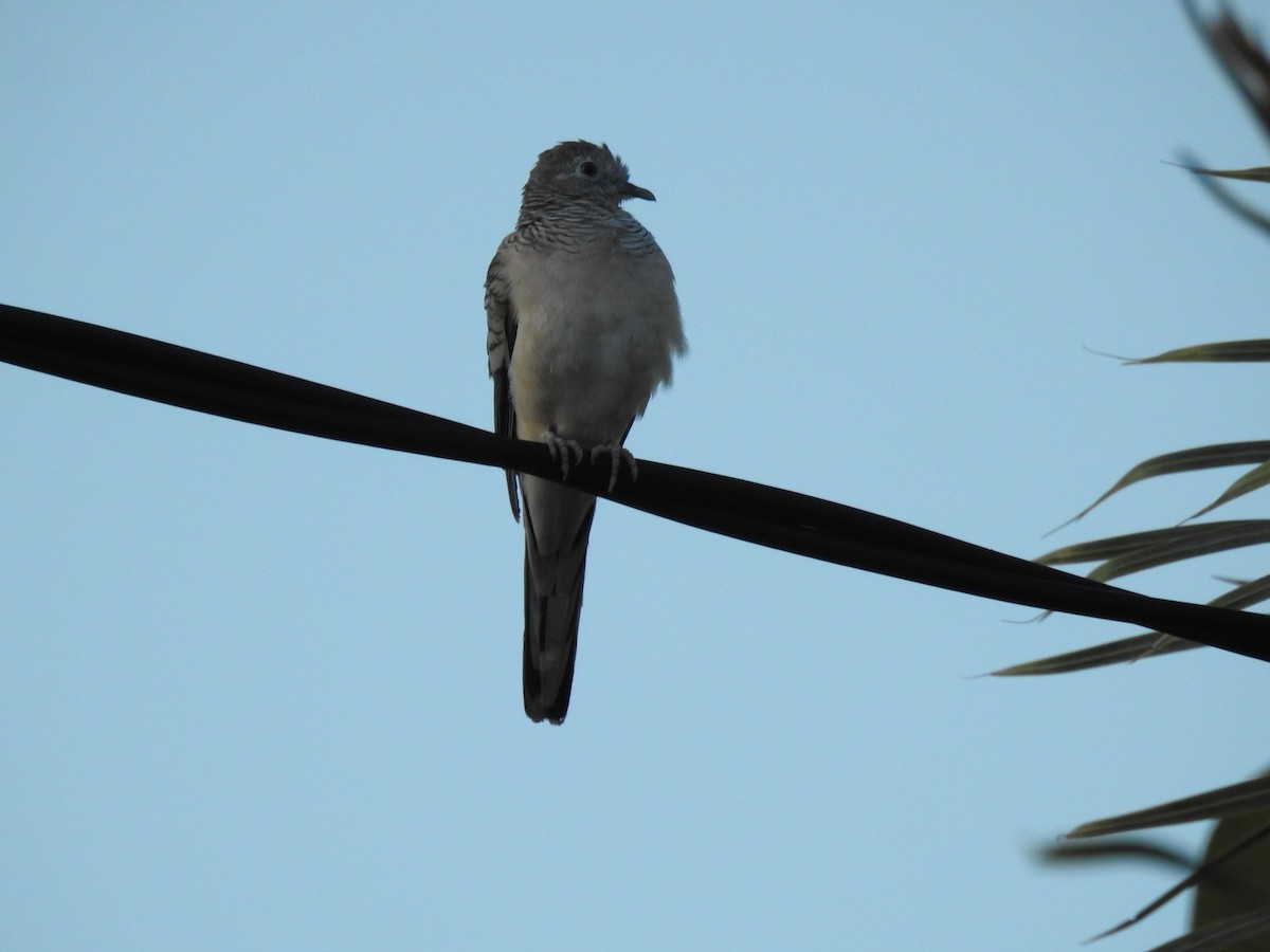 Peaceful Dove - Monica Mesch